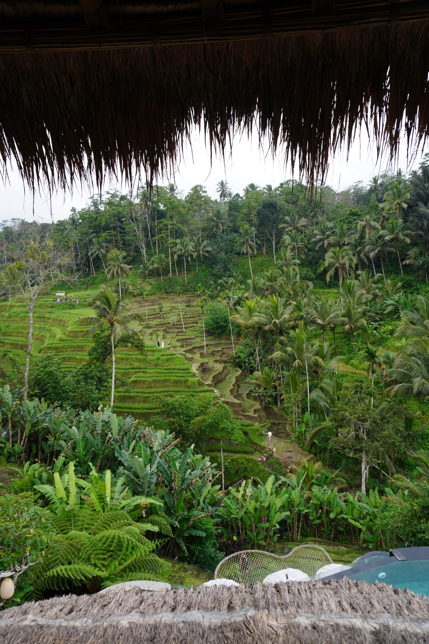 RICE FIELDS