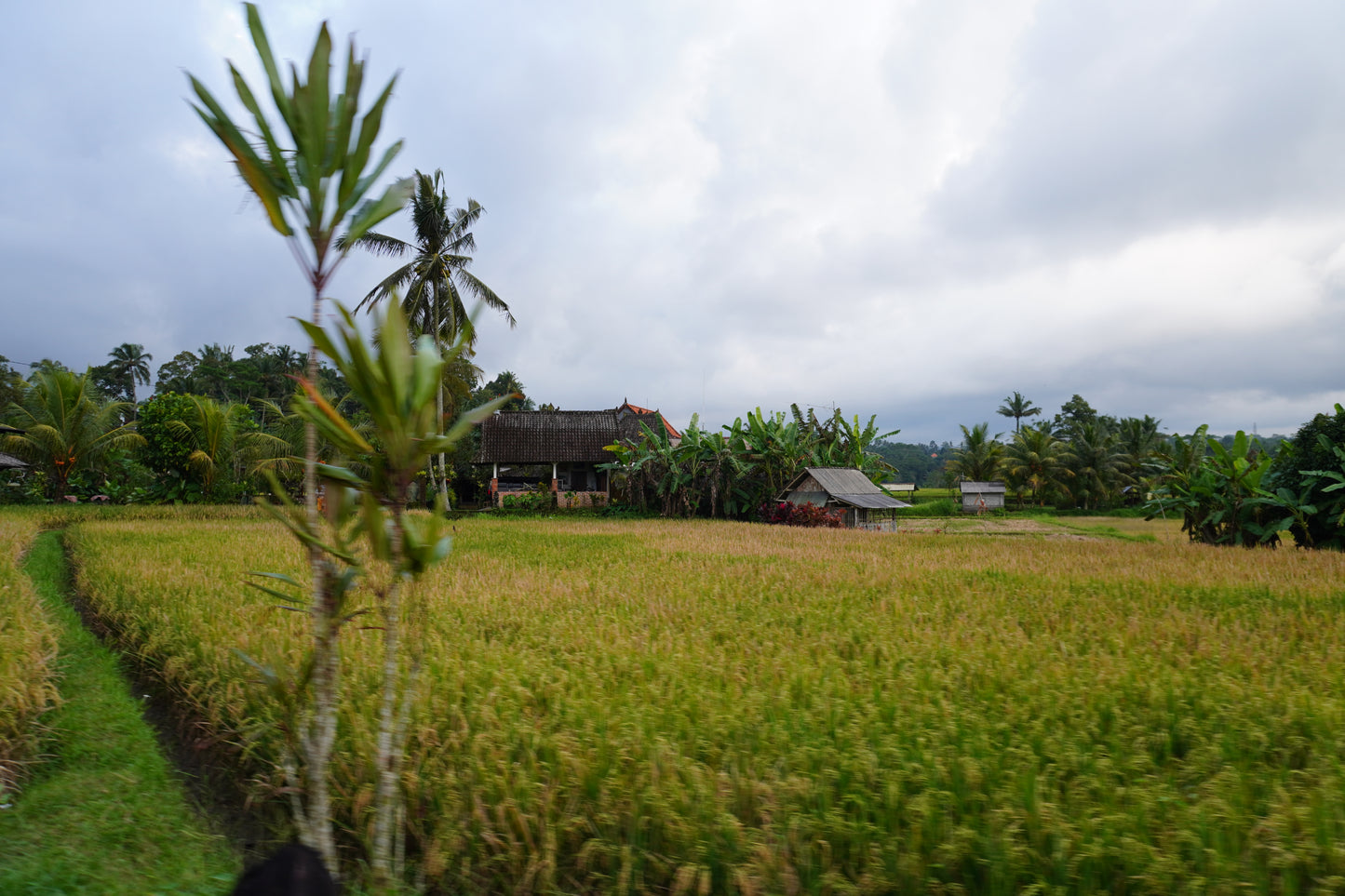 BALI BELLY